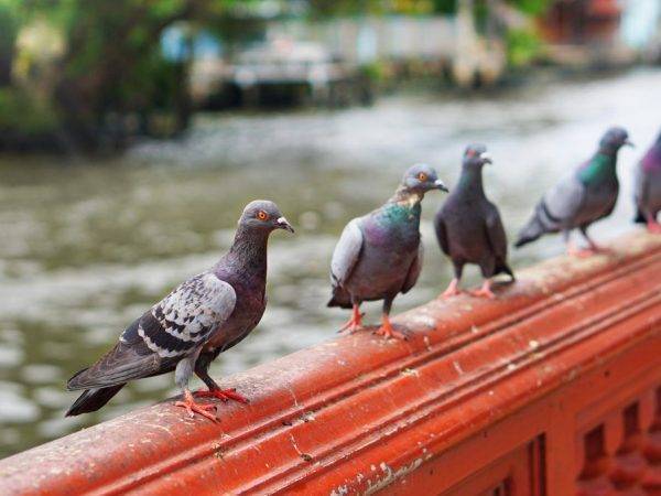 Какие опасные для человека болезни переносят голуби