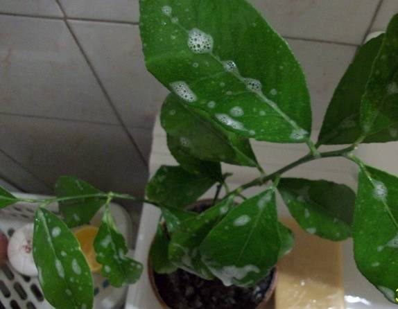 Паутинный клещ на комнатных растениях: как бороться с ним в домашних условиях, фото