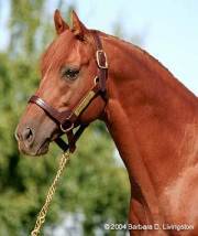 Популярные породы лошадей: название, характеристики и фото