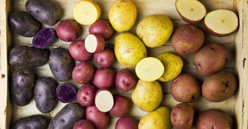 Самые урожайные сорта картофеля — более 500 кг с одной сотки