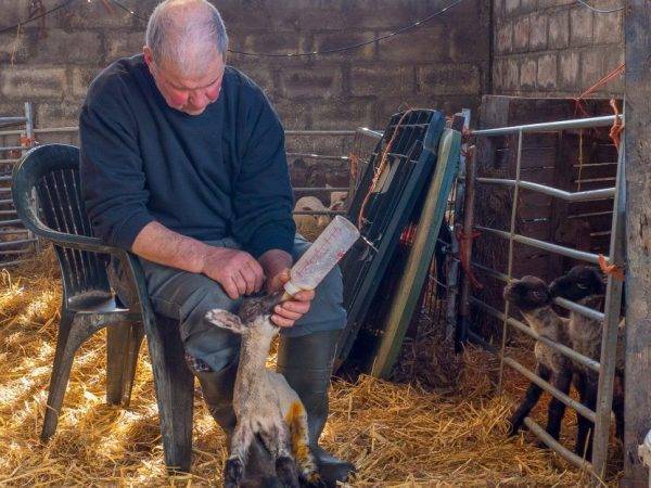 Сарай для коз (37 фото): обустройство загона и стойла для дойки своими руками, как сделать хлев по чертежу с размерами