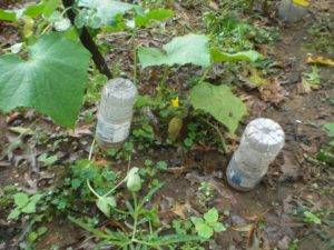 Капельный полив для огурцов из пластиковых бутылок своими руками: пошаговая инструкция