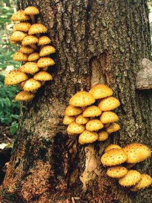 Чешуйчатка обыкновенная ( pholiota squarrosa): съедобный гриб: описание, где растет