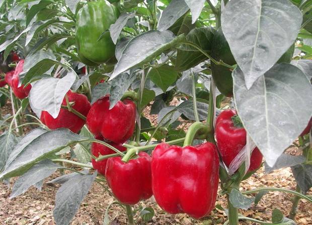 Раннеспелый сорт перца «биг герл»: характеристики и выращивание