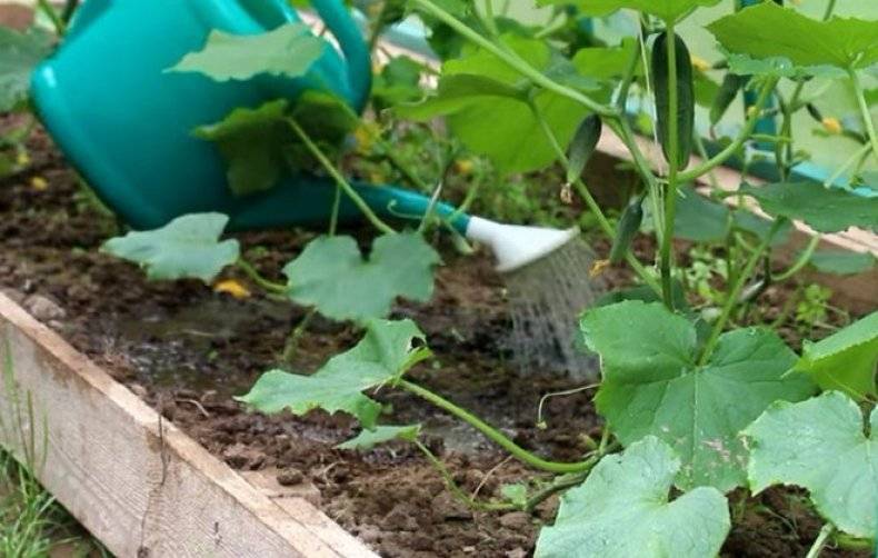 Грамотный полив огурцов при выращивании в открытом грунте - секреты садоводов