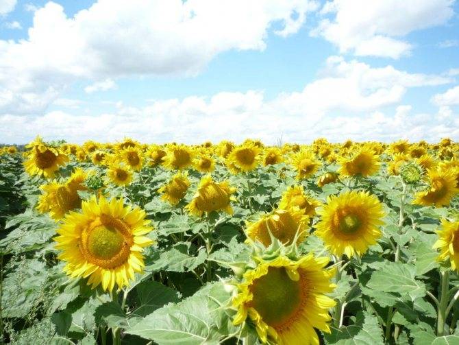 Топ-10 самых урожайных гибридов подсолнечника и кукурузы в 2017 году | agrobook.ru