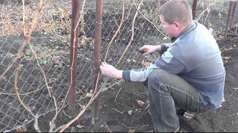 Уход за виноградом осенью и его подготовка к зиме: подкормка, обработка (опрыскивание), полив, обрезка и укрытие