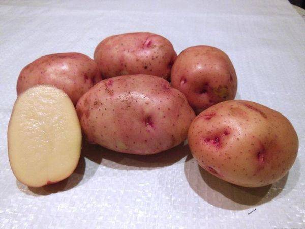 Сорта картофеля для сибири: фото и описание, названия лучших, среди которых новые ранние, хорошие скороспелые, рассыпчатые, самые урожайные западные и восточные