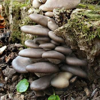 Мицелий на палочках: как вырастить грибы
