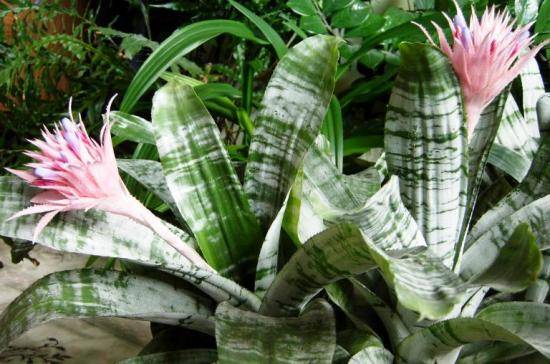 Эхмея – украшение из тропического леса