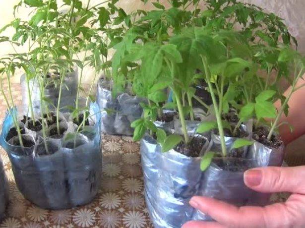Галина кизима - выращивание рассады томатов уникальным методом
