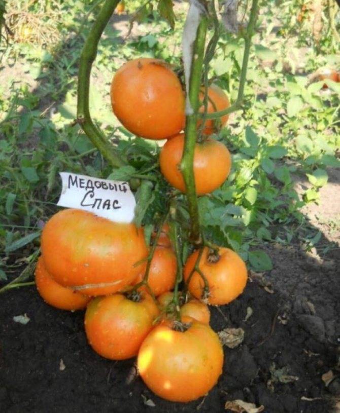 Томат «медовый спас» - отзывы, фото помидоров, характеристики и описание сорта