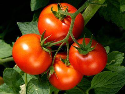 Лучшие сорта томатов на 2020 год для теплиц в подмосковье: описание сорта с фото, отзывы огородников