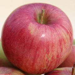 Яблоня бессемянка мичуринская: особенности сорта и ухода