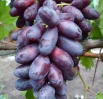 Виноград изюминка: характеристика и описание сорта, посадка и уход