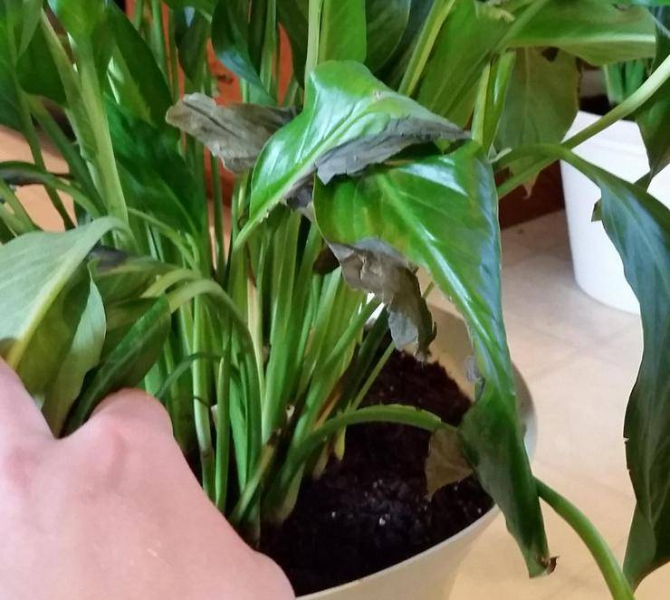 Почему у спатифиллума сохнут листья и их кончики? какой уход нужен растению в домашних условиях?