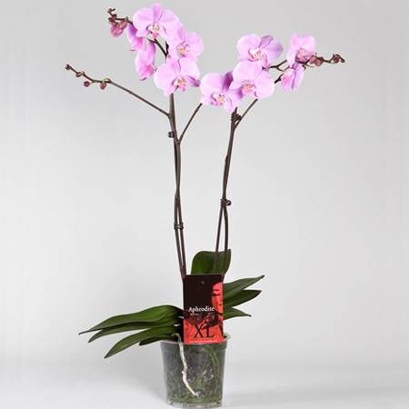 5 самых популярных и простых в уходе драгоценных орхидей