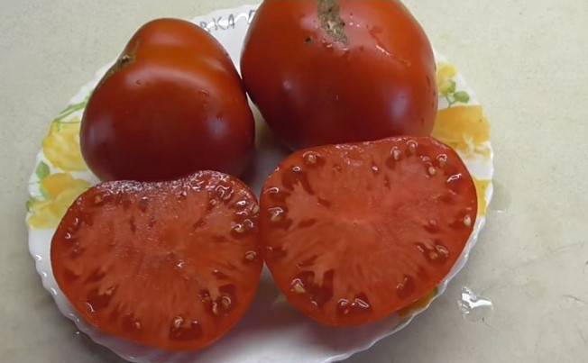 Описание сорта томата вова путин и его характеристики – дачные дела