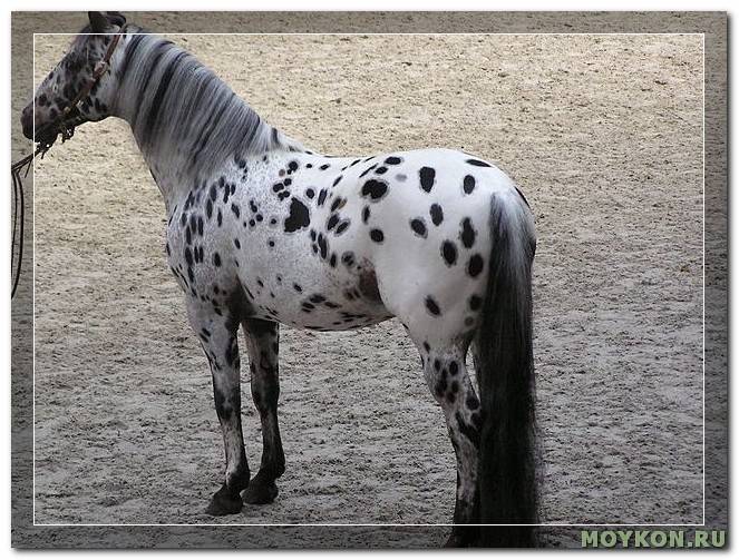 Лошадь аппалуза (38 фото): особенности породы, разведение и содержание