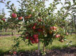 Популярная яблоня мельба: описание и фото