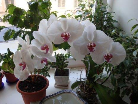 Освещение для орхидей в домашних условиях. правильное освещение орхидей.