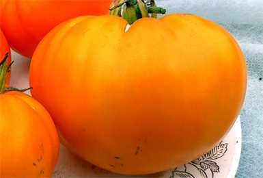 Томат оранжевое чудо — описание сорта, отзывы, урожайность