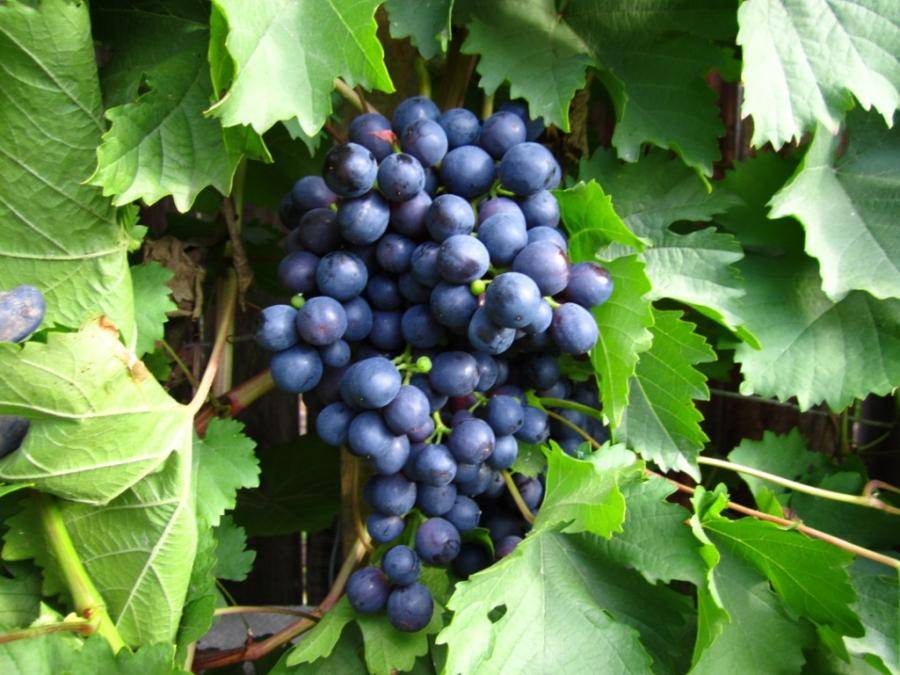 Один из старых селекционных сортов винограда «магарач»