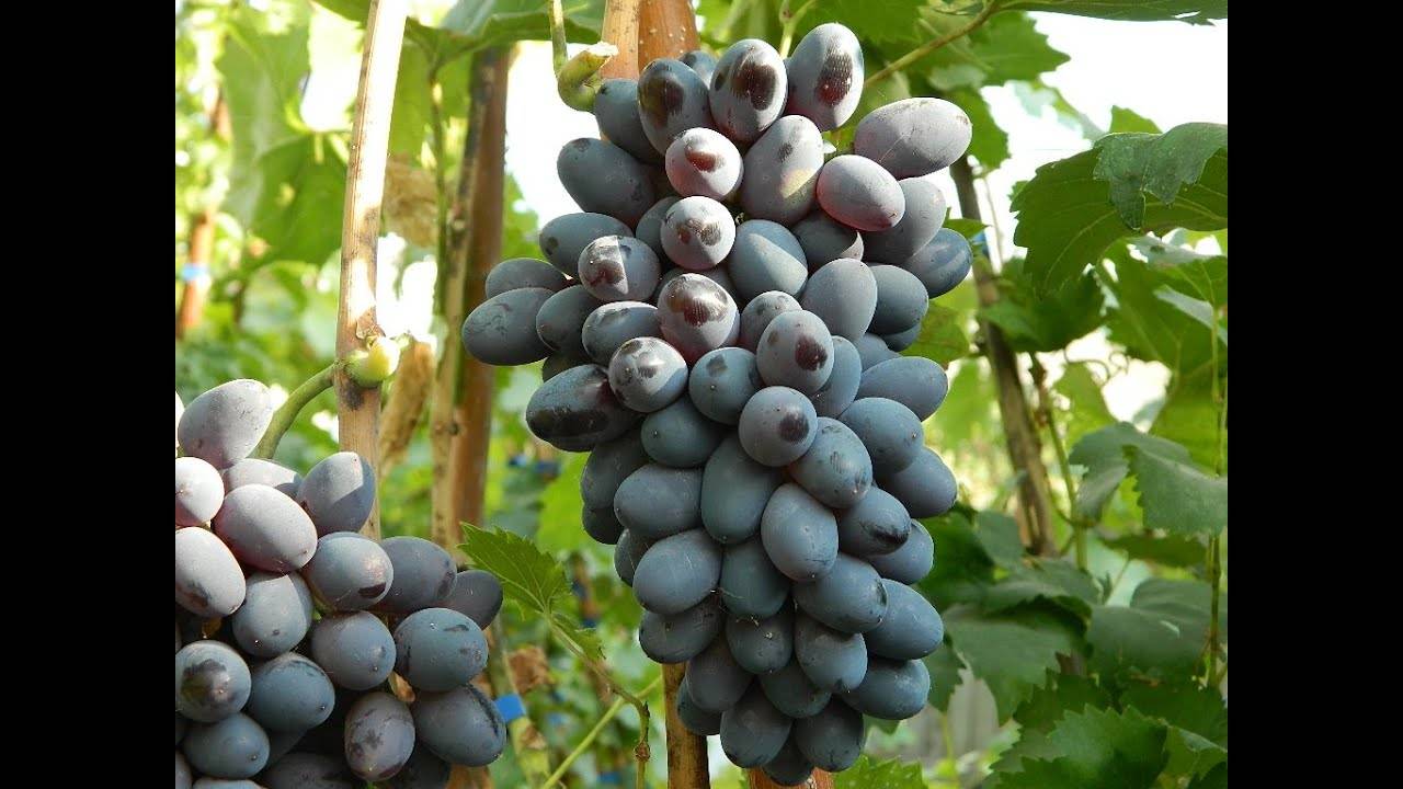 Как сажать виноград