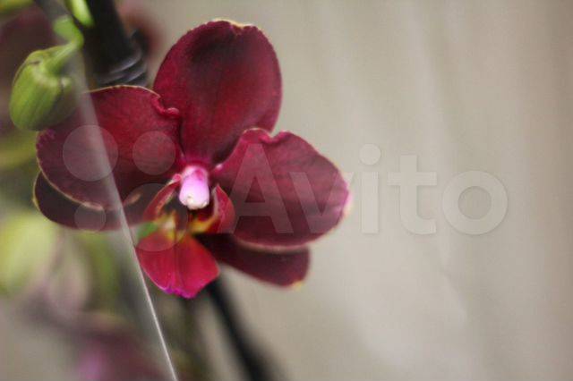 Желтые орхидеи: описание, виды и уход