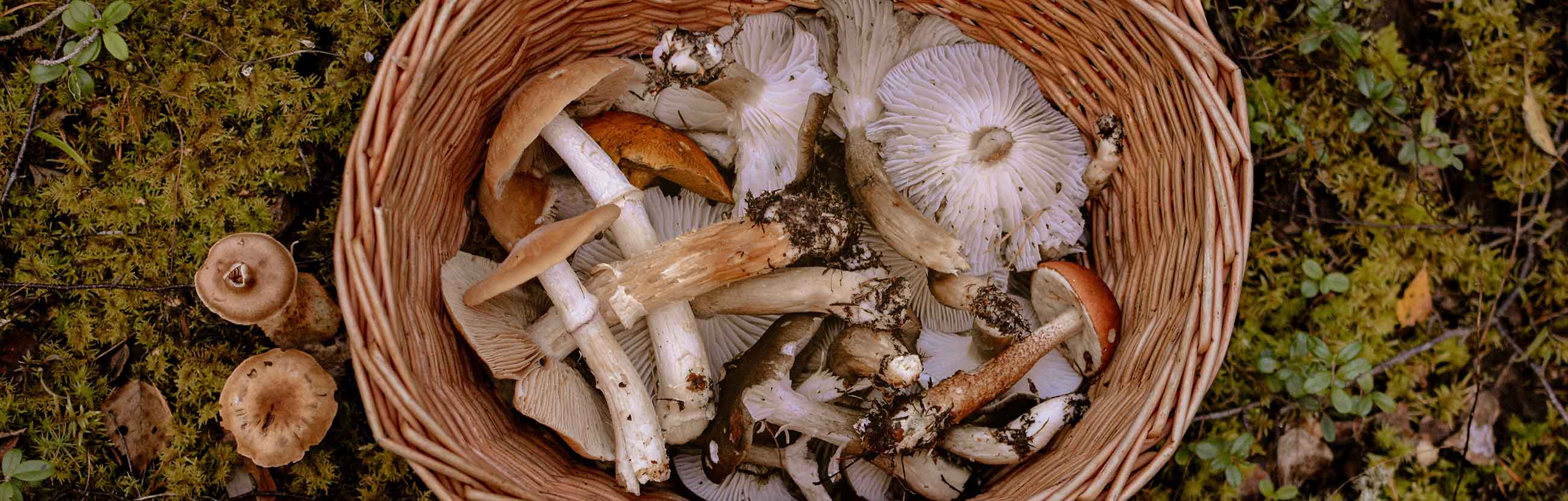 Ядовитые грибы – список, фото, название, описание, видео, как отличить  - «как и почему»