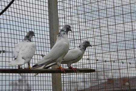 Пакистанские высоколетные голуби: фото, описание — selok.info