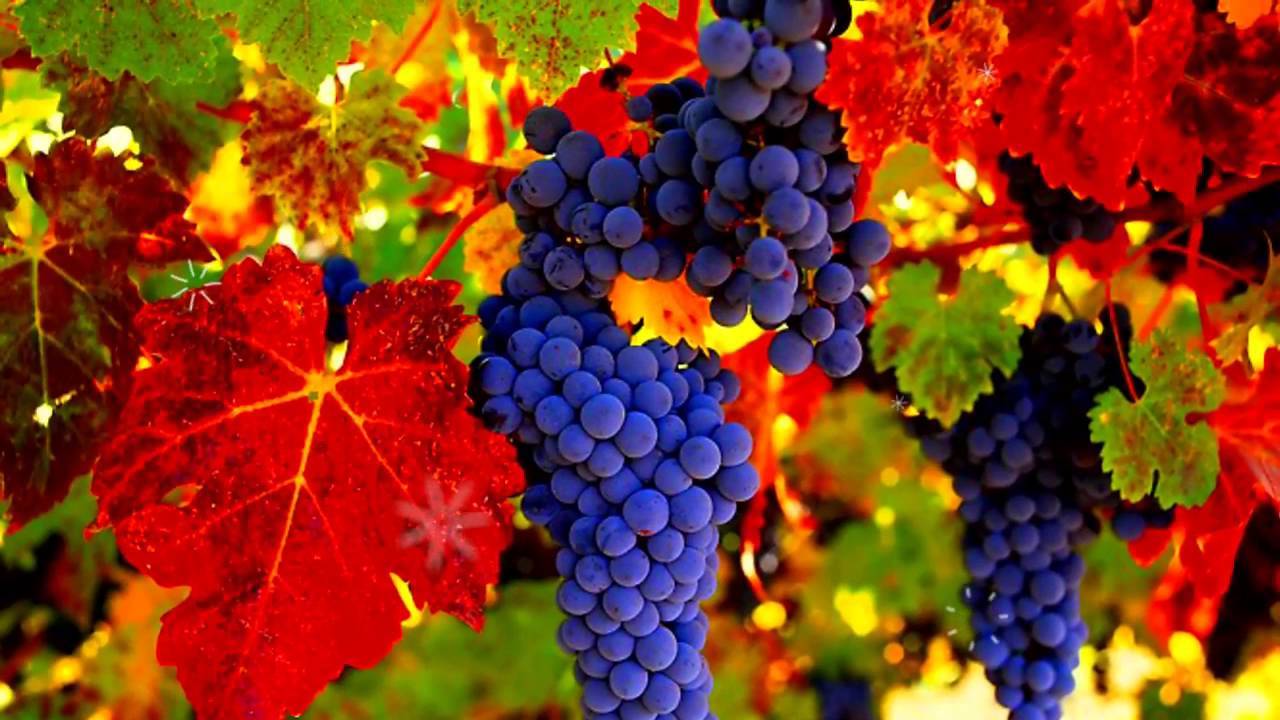 Черный виноград вред и польза при болезнях, лечение и профилактика