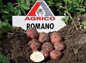 Характеристика, описание, урожайность, отзывы и фото сорта картофеля «романо».