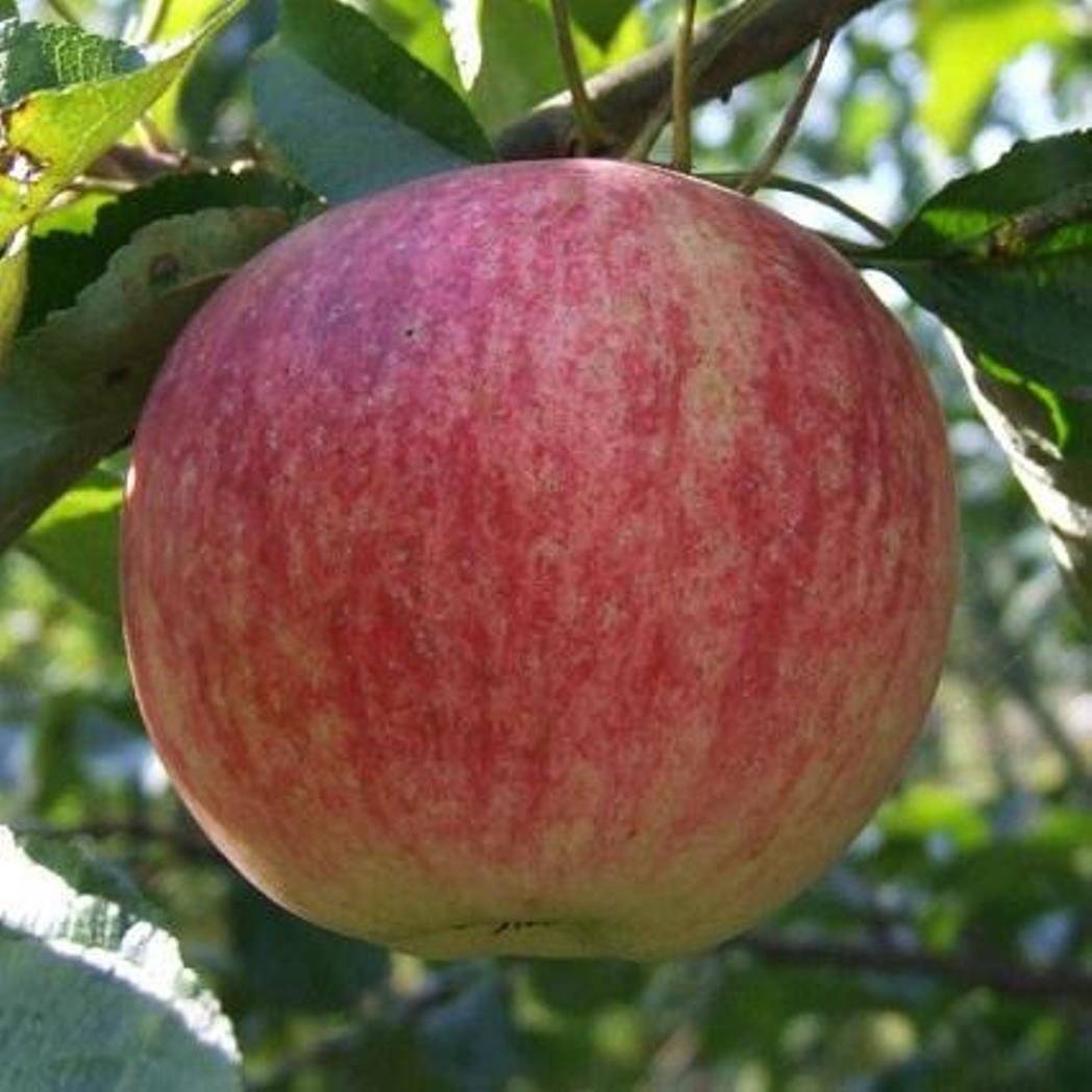 Сорт яблок штрифель (штрейфлинг, осеннее полосатое): фото и описание, способы размножения