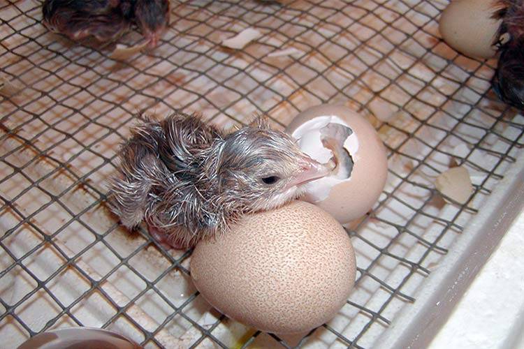 Инкубация куриных яиц: режимы инкубации, таблица температуры