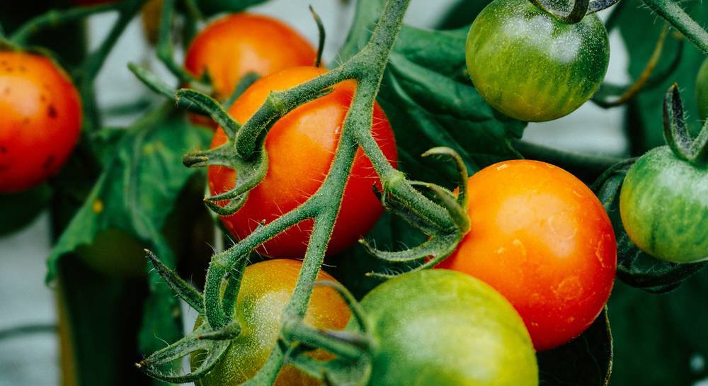 Чем отличаются сорта помидоров для открытого и защищенного грунта и можно ли томаты для улицы сажать в теплицу?