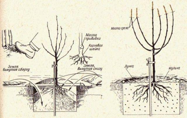 Как правильно посадить грушу весной летом в подмосковье в сибири - скороспел