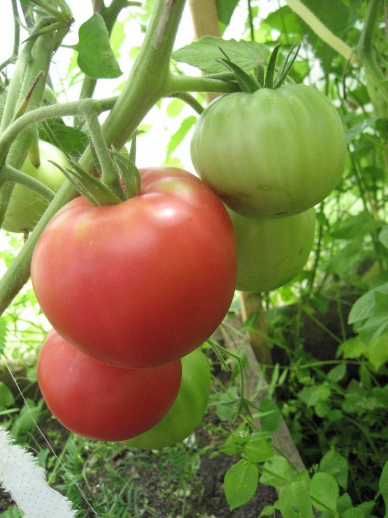 Сорт помидоров «Кострома»- описание, преимущества