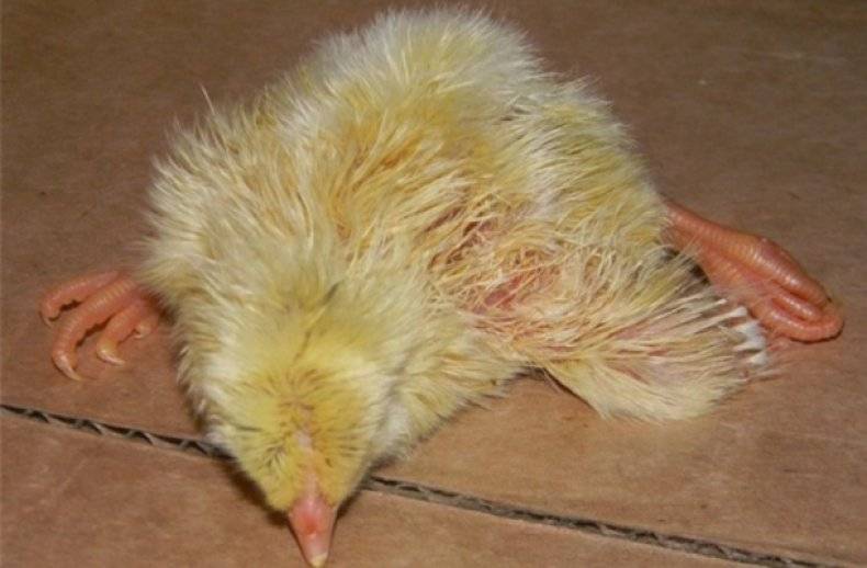Пуллороз цыплят и кур: причины, лечение и профилактика