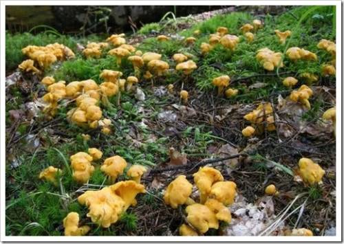 Как растут грибы лисички и как их собирать