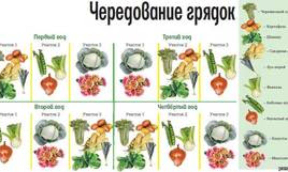 Севооборот овощей на грядках: таблица, совместимость и правильное чередование культур, схемы онлайн