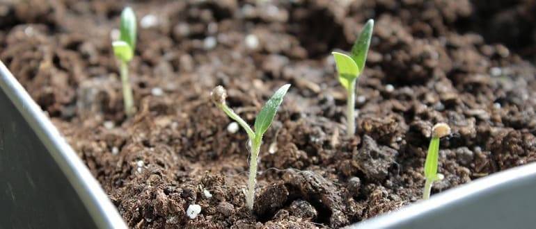 Баклажаны – посев семян и выращивание рассады