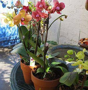 Как пересадить орхидею в домашних условиях: пошаговое фото и видео о том, как правильно её переместить в другой горшок (например, стеклянный) и как лучше это сделать с больным или засохшим взрослым цветком