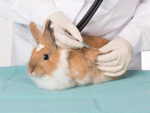 Инструкция по применению дитрима для кроликов