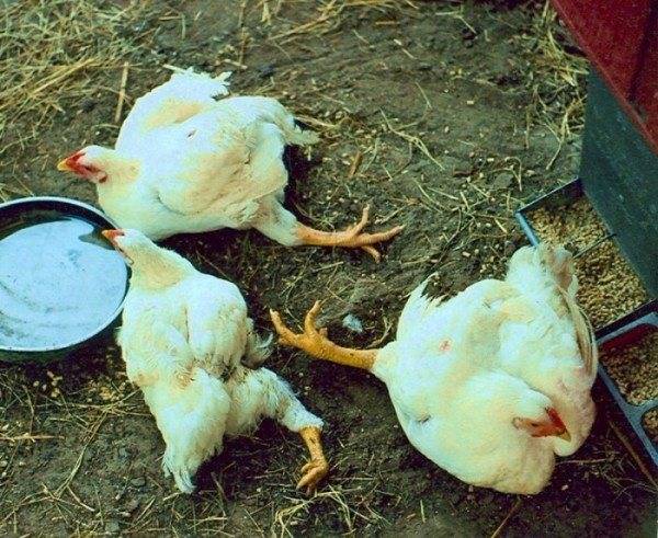 Бройлеры и цыплята садятся на ноги: почему и что делать (причина, лечение)