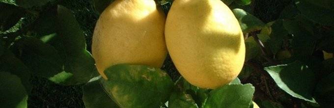 Почему у лимона желтеют листья в домашних условиях — разъясняем суть