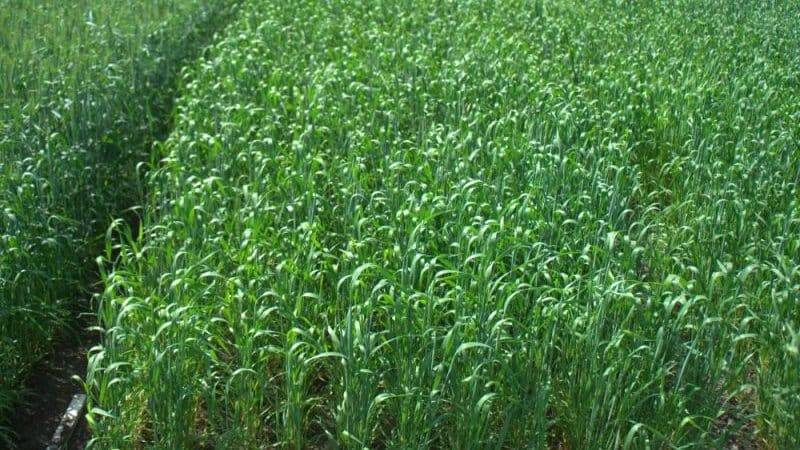 Яровая пшеница: технология возделывания, особенности посева, выращивания и ухода  — vkmp