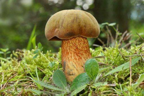Сатанинский гриб: съедобный или нет, описание, как выглядит ложный, отличия от бледной поганки