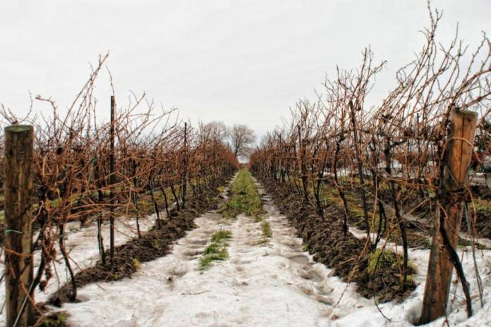 Укрытие на зиму молодого винограда 1 года: когда, как и чем укрыть саженец