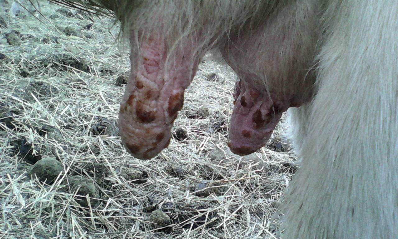 Болезни и болячки вымени у коров: лечение